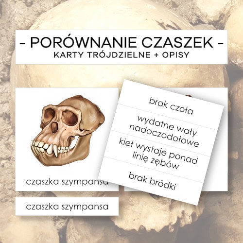 Porównanie czaszek - karty trójdzielne 2 szt. + opisy