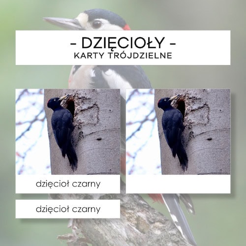 Dzięcioły - karty trójdzielne 15 szt.