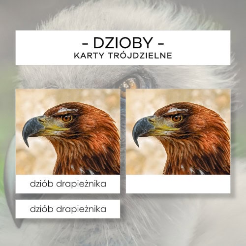 Dzioby - karty trójdzielne 16 szt.