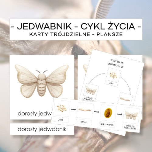 Cykl życia jedwabnika - karty trójdzielne 4 szt. + plansze 2 szt.