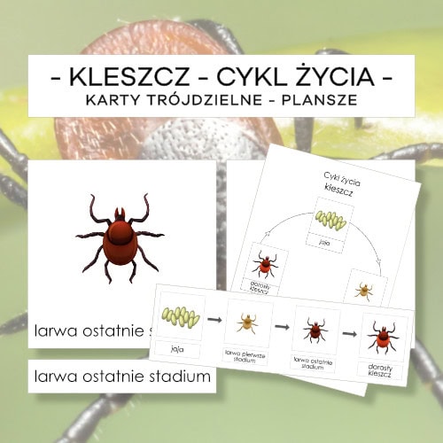 Cykl życia kleszcza - karty trójdzielne 4 szt. + plansze 2 szt.