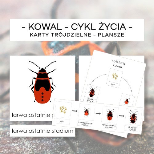 Cykl życia kowala- karty trójdzielne 4 szt. + plansze 2 szt.