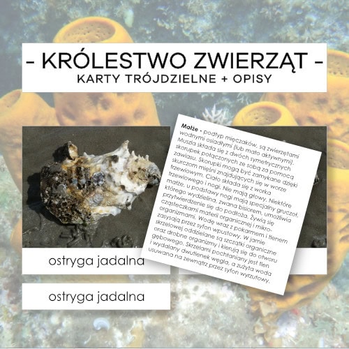 Królestwo zwierząt - karty trójdzielne 110 szt. + opisy