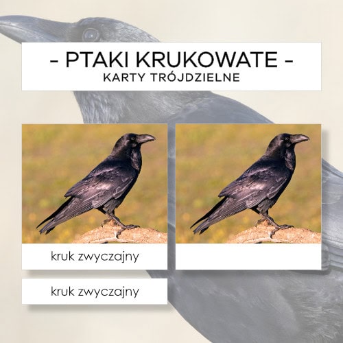 Ptaki krukowate Polski - karty trójdzielne 8 szt.