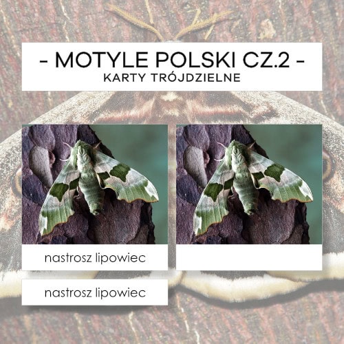 Motyle Polski cz. 2 - karty trójdzielne 36 szt.