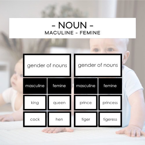 Noun - masculine - femine