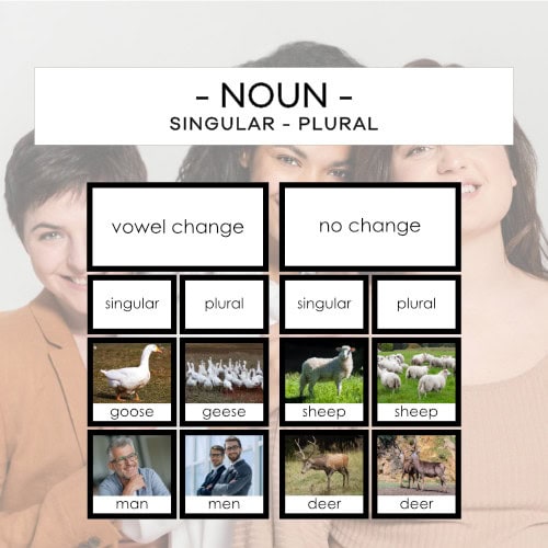 Noun - singular - plural