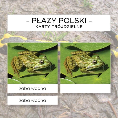 Płazy Polski - karty trójdzielne 10 szt.