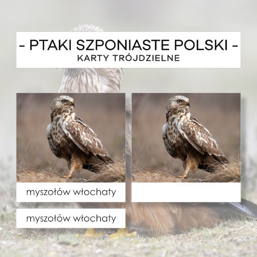 Ptaki szponiaste Polski - karty trójdzielne 15 szt.