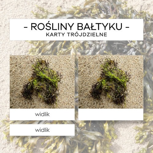 Rośliny Bałtyku - karty trójdzielne 10 szt.