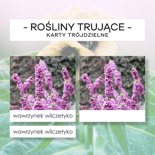 Rośliny trujące - karty trójdzielne 12 szt.
