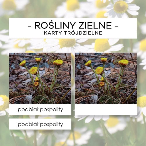 Rośliny zielne - karty trójdzielne 30 szt.