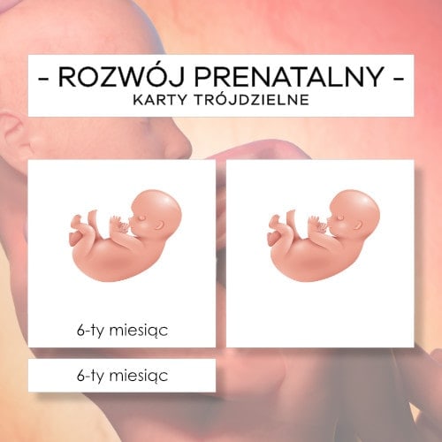 Rozwój prenatalny - karty trójdzielne 15 szt.
