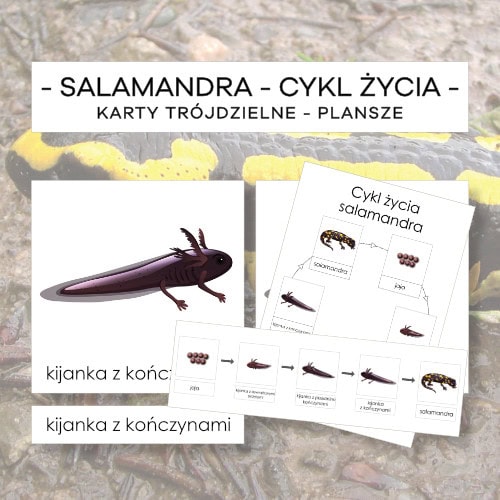 Cykl życia salamandry - karty trójdzielne 5 szt. + plansze 2 szt.