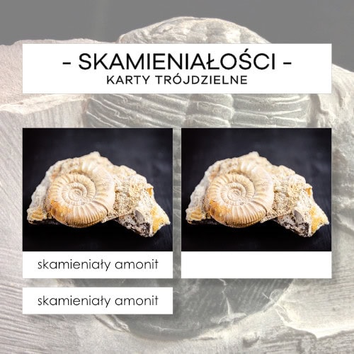 Skamieniałości - karty trójdzielne 10 szt.