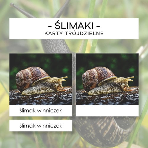 Ślimaki - karty trójdzielne 22 szt.
