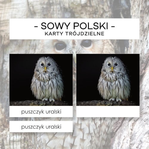 Sowy Polski - karty trójdzielne 10 szt.