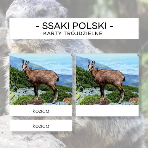 Ssaki Polski - karty trójdzielne 45 szt.