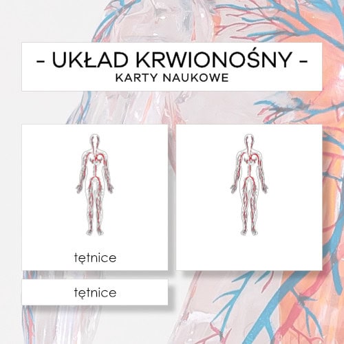 Budowa układu krwionośnego człowieka - karty naukowe 4 szt.