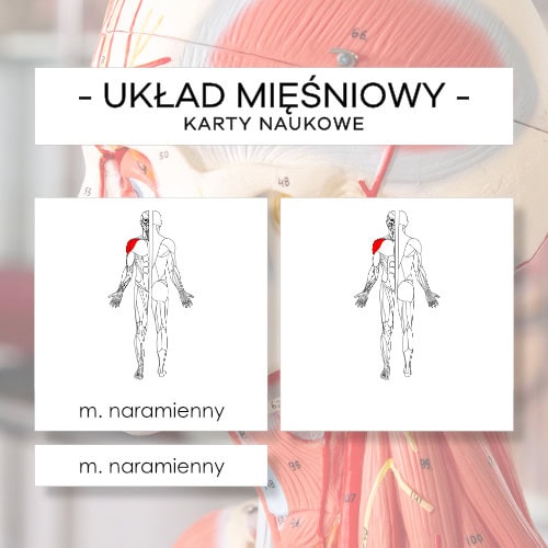 Budowa układu mięśniowego człowieka - karty naukowe 51 szt.