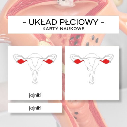 Budowa układu płciowego żeńskiego człowieka - karty naukowe 7 szt.