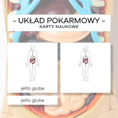 Budowa układu pokarmowego człowieka - karty naukowe 11 szt.