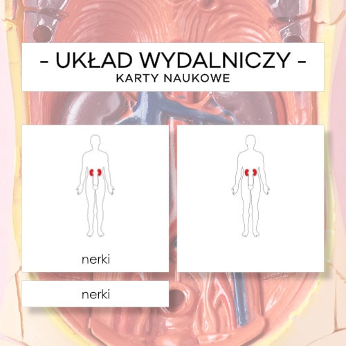 Budowa układu wydalniczego człowieka - karty naukowe 5 szt.