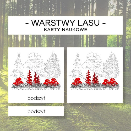 Warstwy lasu - karty naukowe 5 szt.