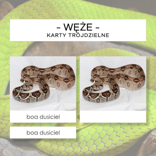 Węże - karty trójdzielne 15 szt.