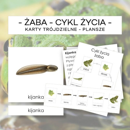 Cykl życia żaby - karty trójdzielne 5 szt. + plansze 2 szt. + opisy
