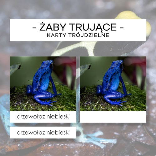 Żaby trujące - karty trójdzielne 8 szt.