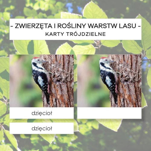 Rośliny i zwierzęta warstw lasu - karty trójdzielne 44 szt.