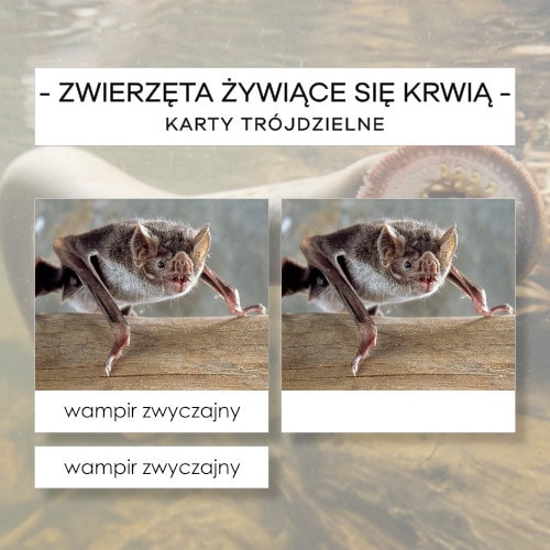 Zwierzęta żywiące się krwią - karty trójdzielne 12 szt.