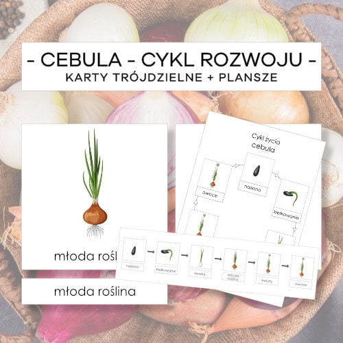 Cebula – cykl rozwoju – karty trójdzielne 6 szt. + plansze 2 szt.