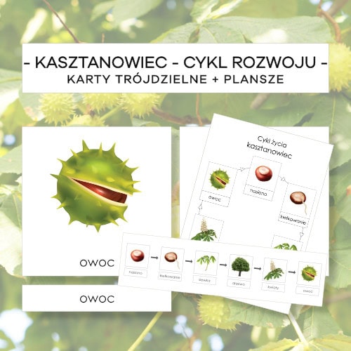 Kasztanowiec – cykl rozwoju – karty trójdzielne 6 szt. + plansze 2 szt.