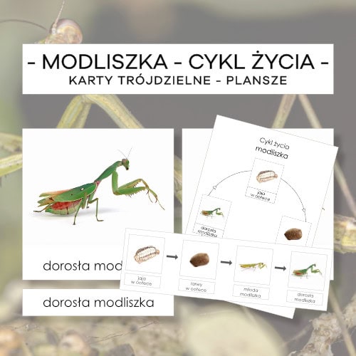 Cykl życia modliszki- karty trójdzielne 4 szt. + plansze 2 szt.