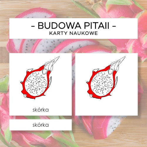 Budowa pitaii - karty naukowe 7 szt.