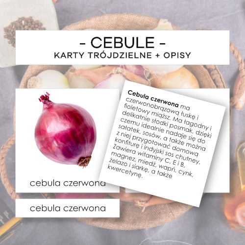 Cebule - karty trójdzielne 7 szt. + opisy
