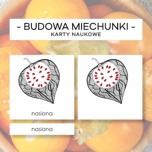 Budowa miechunki - karty naukowe 6 szt.