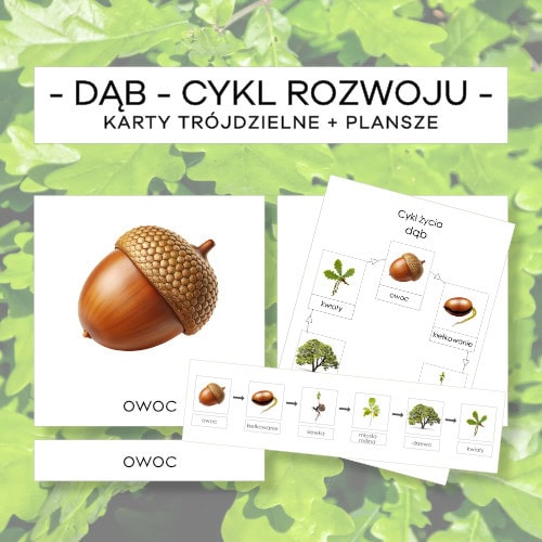 Dąb – cykl rozwoju – karty trójdzielne 6 szt. + plansze 2 szt.