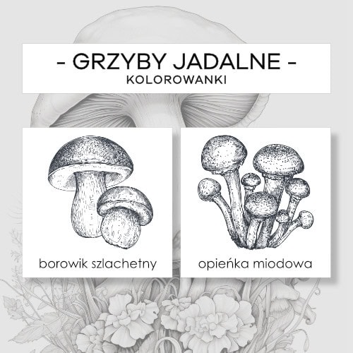 Grzyby jadalne - kolorowanki