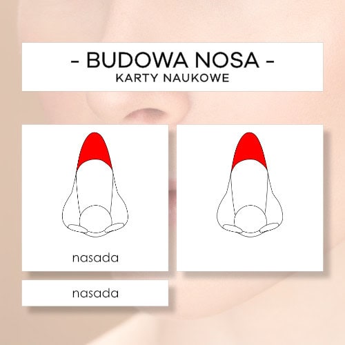 Budowa nosa - karty naukowe 8 szt.