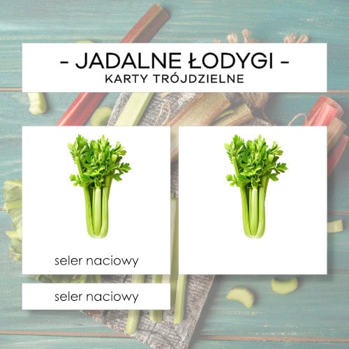 Jadalne łodygi roślin - karty trójdzielne 15 szt.