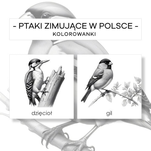 Ptaki zimujące w Polsce - kolorowanki