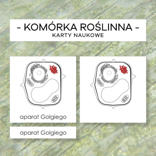 Budowa komórki roślinnej - karty naukowe 11 szt.