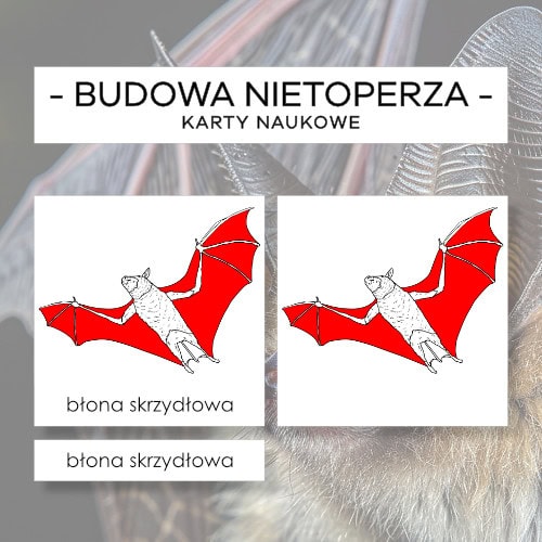 Budowa nietoperza - karty naukowe 18 szt.