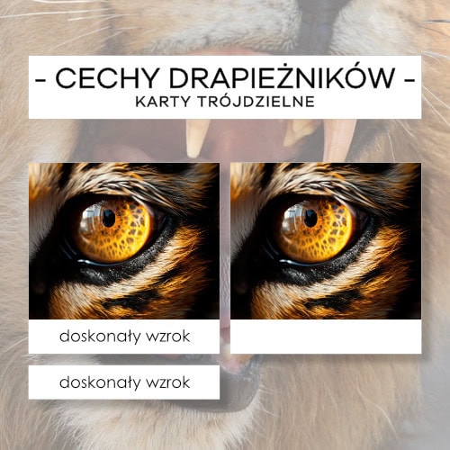 Cechy drapieżników- karty trójdzielne 12 szt.