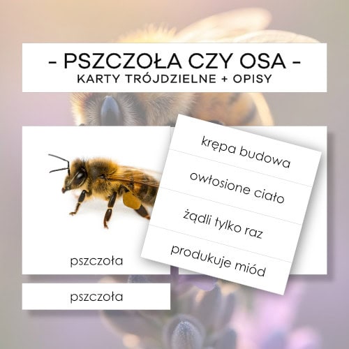 Pszczoła czy osa - karty trójdzielne 2 szt. + opisy