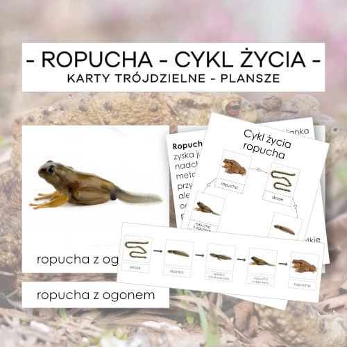 Cykl życia ropuchy - karty trójdzielne 5 szt. + plansze 2 szt. + opisy
