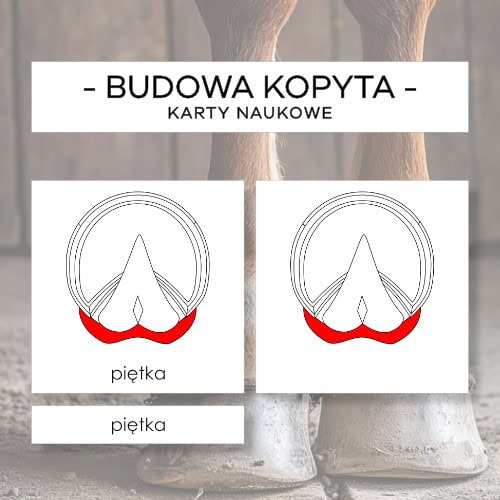 Budowa kopyta konia - karty naukowe 12 szt.